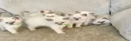 Ragdoll cats for sale: Ragdoll kittens - Advert 8