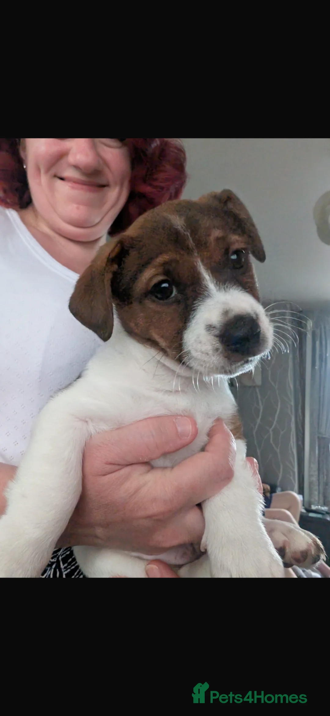 Jack Russell dogs for sale: Beautiful boy bear - Advert 2