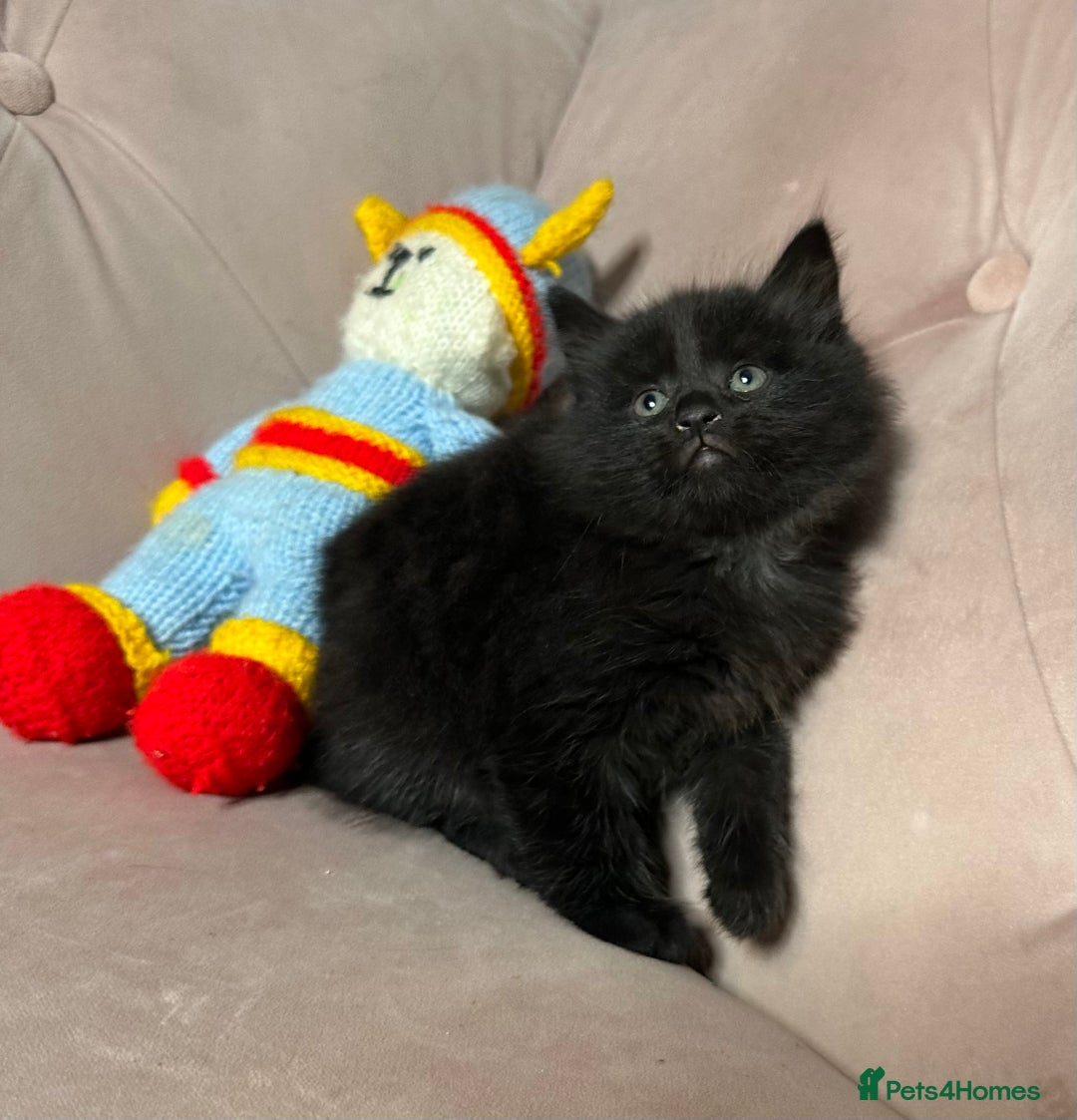 Mixed Breed cats for sale: Mixed breed kitten, one boy left  - Advert 8