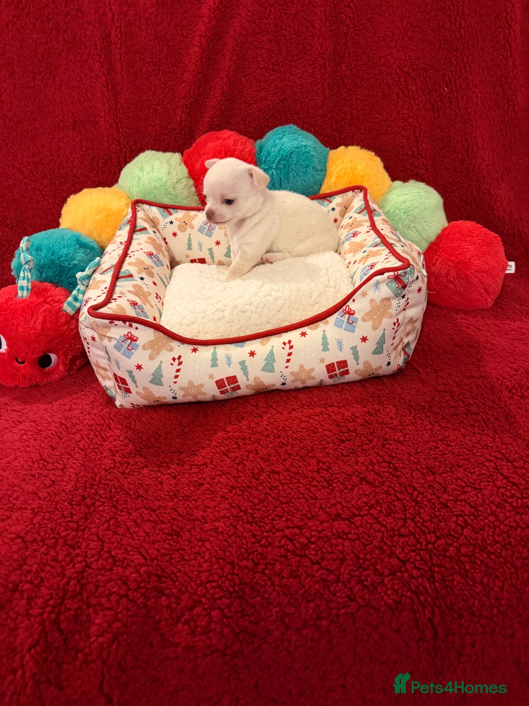 Chihuahua dogs for sale: Tiny apple head chihuahuas - Image 37