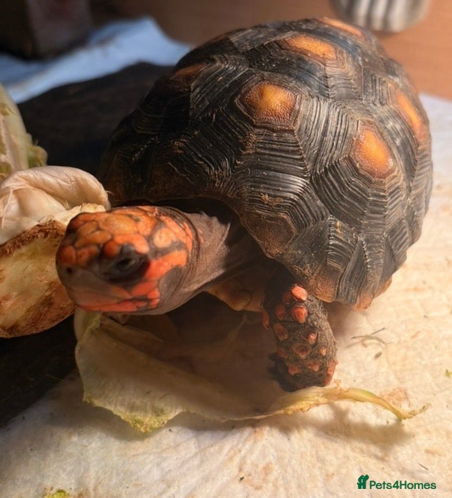Tortoise reptiles 2 x Redfoot Tortoises and set up - Advert 8