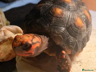 Tortoise reptiles 2 x Redfoot Tortoises and set up - Advert 8