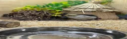 Quail poultry for sale: Button Quail  - Advert 4