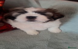 Shih Tzu dogs for sale: 5 beautiful puppies available  - Image 15