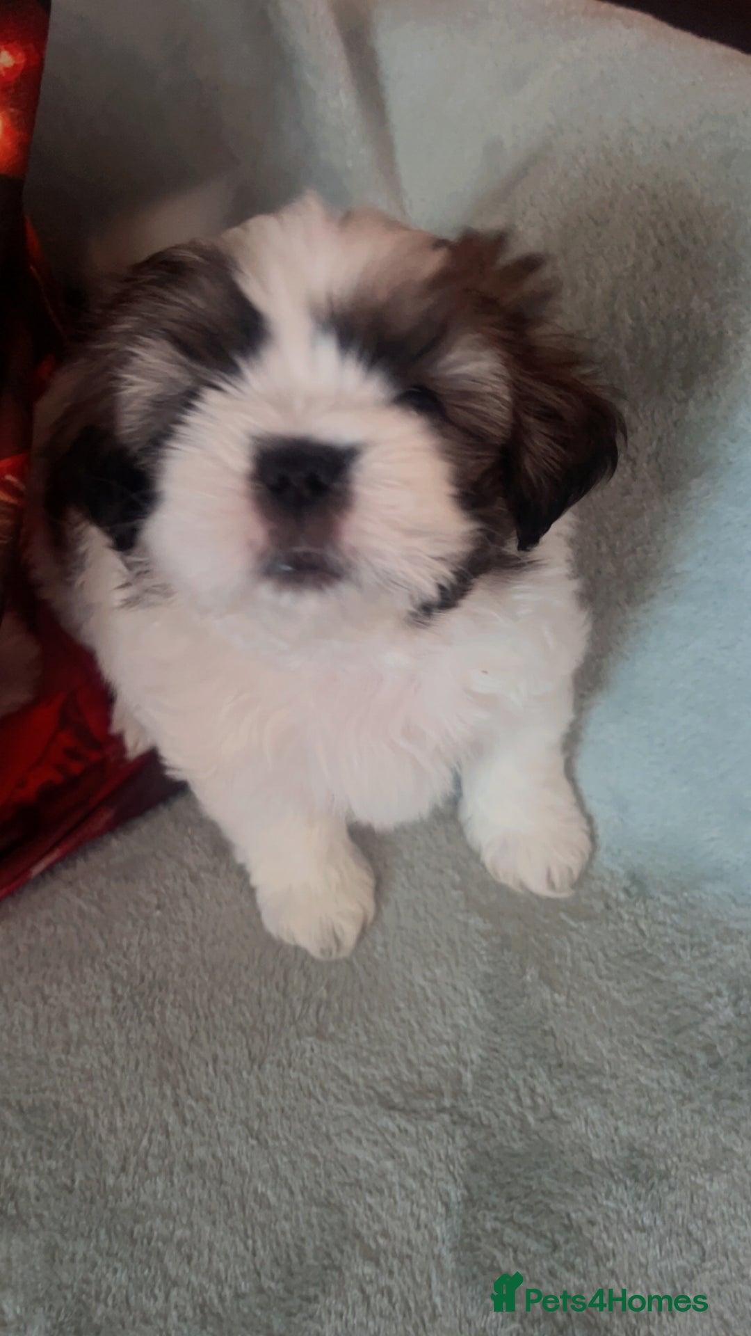 Shih Tzu dogs for sale: 5 beautiful puppies available  - Image 15