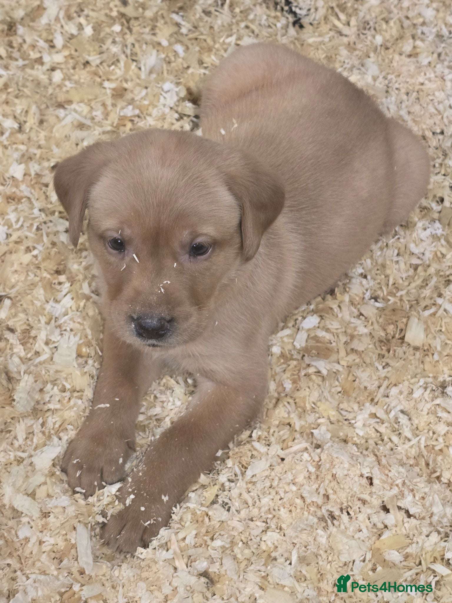 Labrador Retriever dogs Beautiful litter of puppies for sale - Advert 1