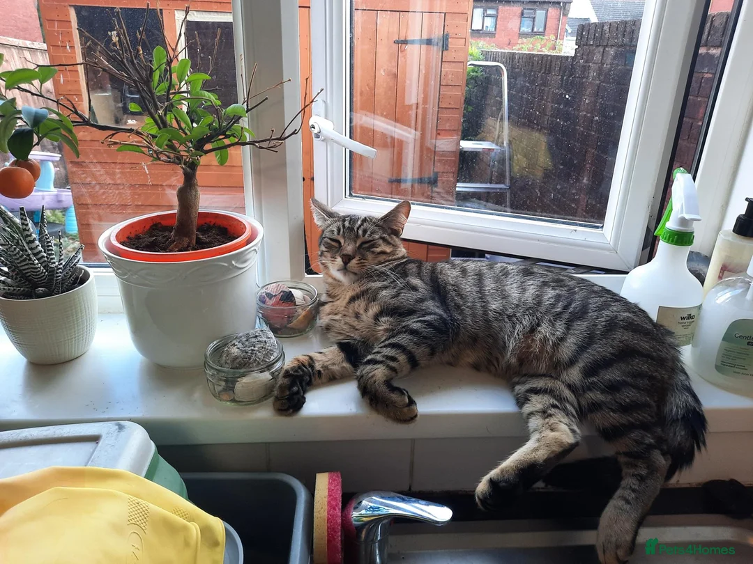 Mixed Breed cats for sale: Clyde and Reuben  in Exeter - Advert 2