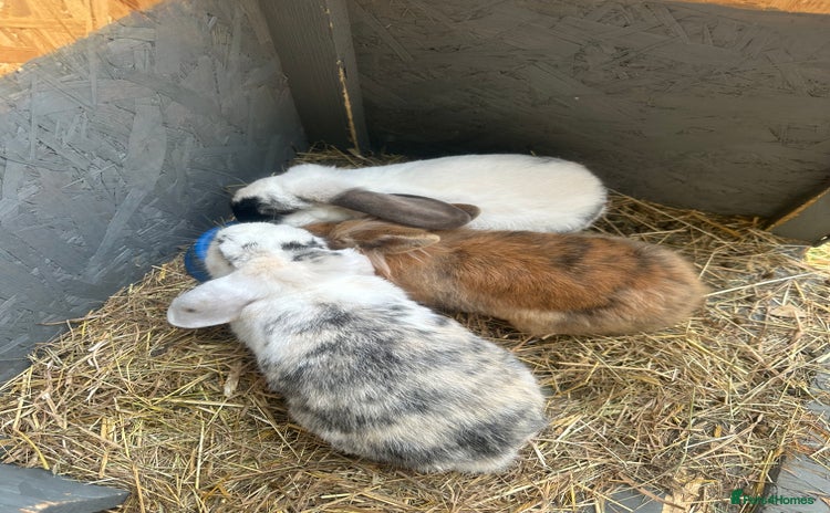 English Lop rabbits - Advert 2