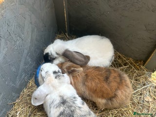 English Lop rabbits - Advert 38