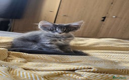 Maine Coon cats for sale: Maine coon kittens ready  - Image 36