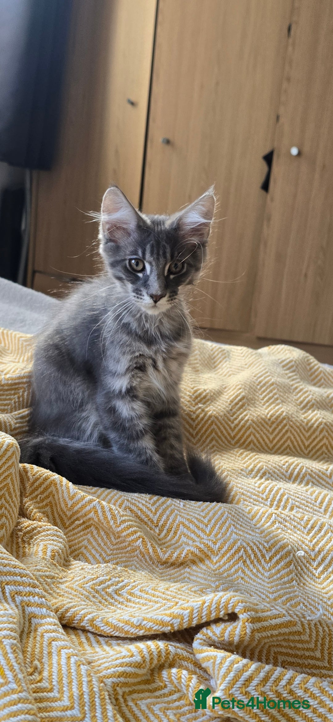 Maine Coon cats for sale: Maine coon kittens ready  - Image 36