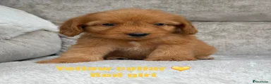 Cockapoo 7
