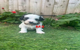 Bichon Frise dogs for sale: 6 Little puppies Bichon frise - Image 4