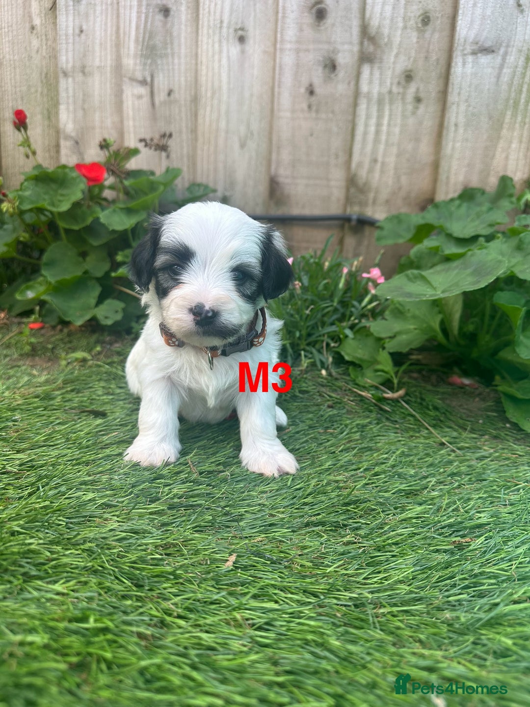Bichon Frise dogs for sale: 6 Little puppies Bichon frise - Image 4
