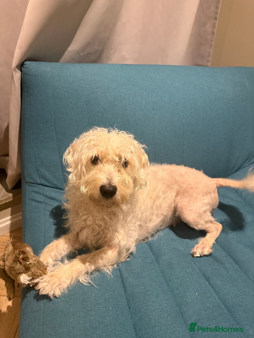 Cockapoo dogs for sale: Poodle mixed dog - Image 9