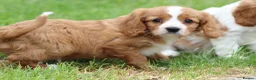Cavapoo dogs for sale: Beautiful Cavapoo puppies for sale - Advert 10