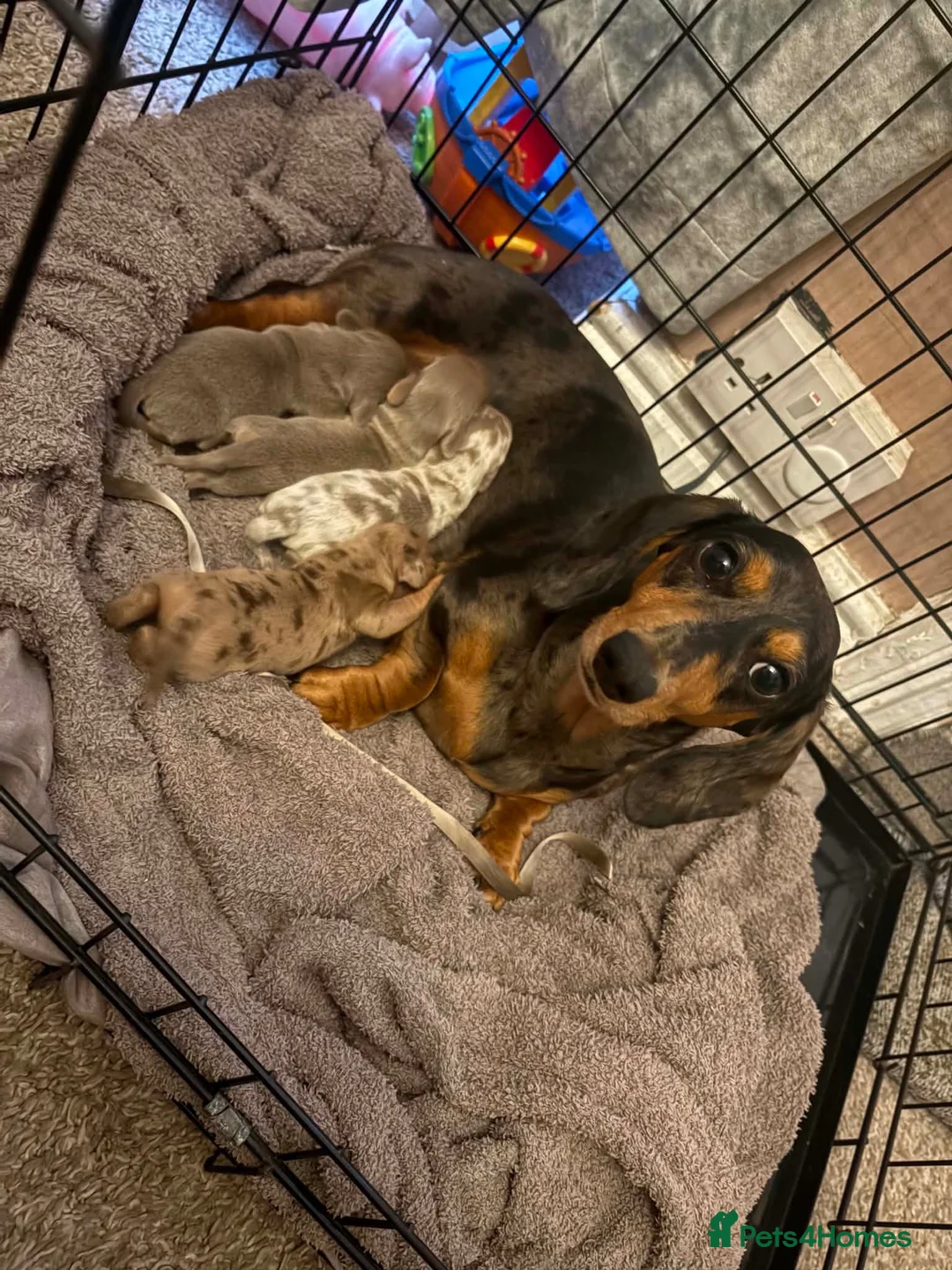 Miniature Dachshund dogs for sale: Dachshund puppies  - Advert 1