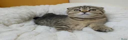 British Shorthair cats for sale: Golden Tabby Kittens  - Advert 25