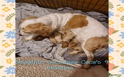 Cockapoo dogs for stud: Stunning proven KC reg Red Miniature Poodle in Cannock - Image 17