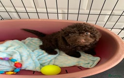 Cockapoo dogs for sale: F1b Cockapoo puppies !! health tested parents !! - Image 5