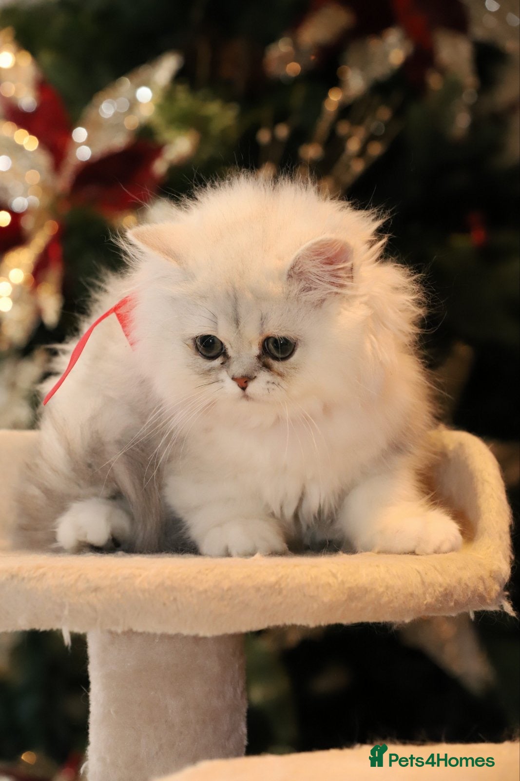 Persian cats Stunning Chinchilla Persian Kittens 💕 (ONE LEFT) - Advert 2