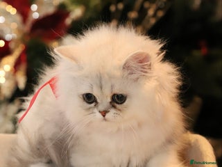 Persian cats Stunning Chinchilla Persian Kittens 💕 (ONE LEFT) - Advert 16