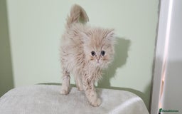 Persian cats for sale: Pure Persian kitten, champion bloodline  - Image 4