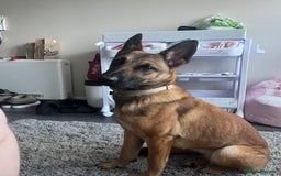 German Shepherd dogs for sale: Matilda  - Image 3
