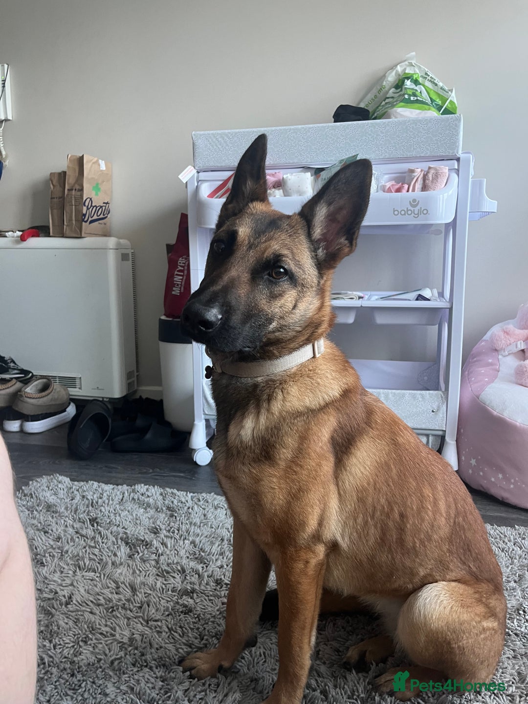 German Shepherd dogs for sale: Matilda  - Image 3