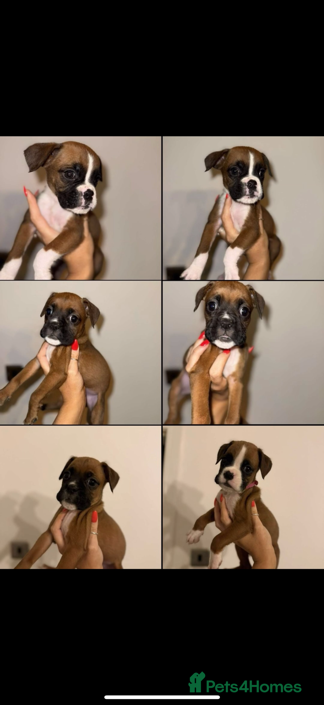 Boxer dogs for sale: Flashy boxer/red - natural bob tail/tail  - Image 1