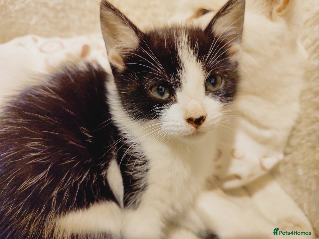 Domestic Shorthair cats for sale: Two female kittens looking for their forever homes - Image 8