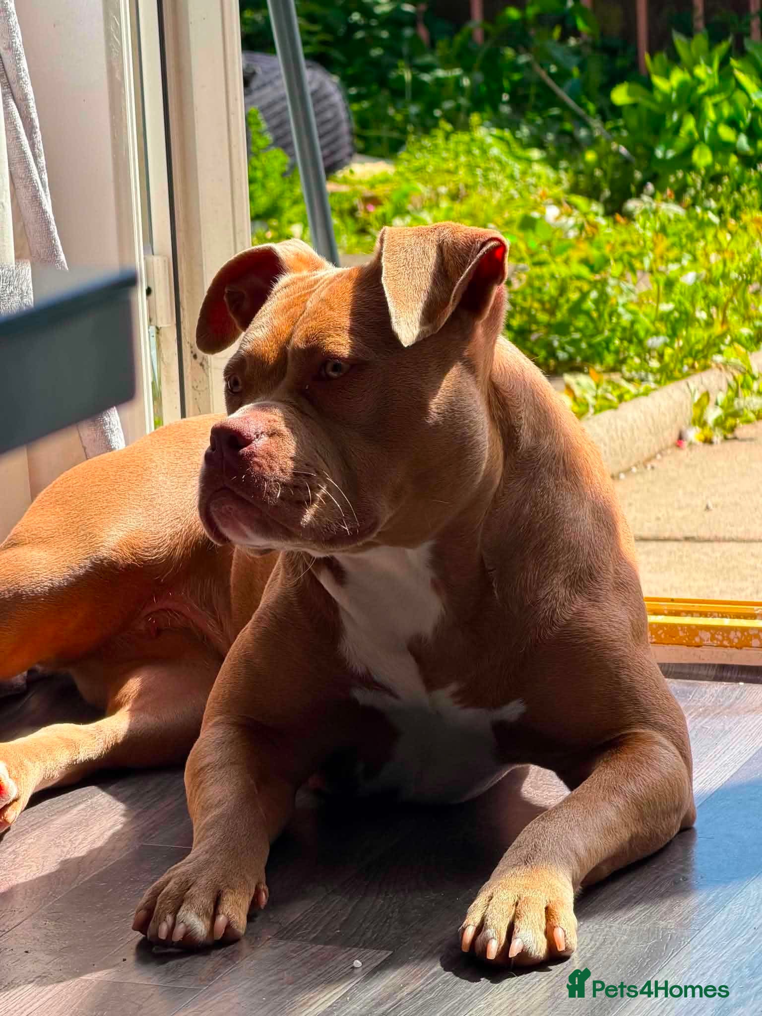 American Bully dogs 11 month old puppy - Advert 4