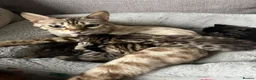 Bengal cats for sale: beautiful litter ready to leave 21st may - Advert 1