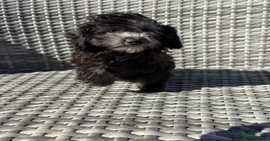Maltipoo dogs - Advert 7