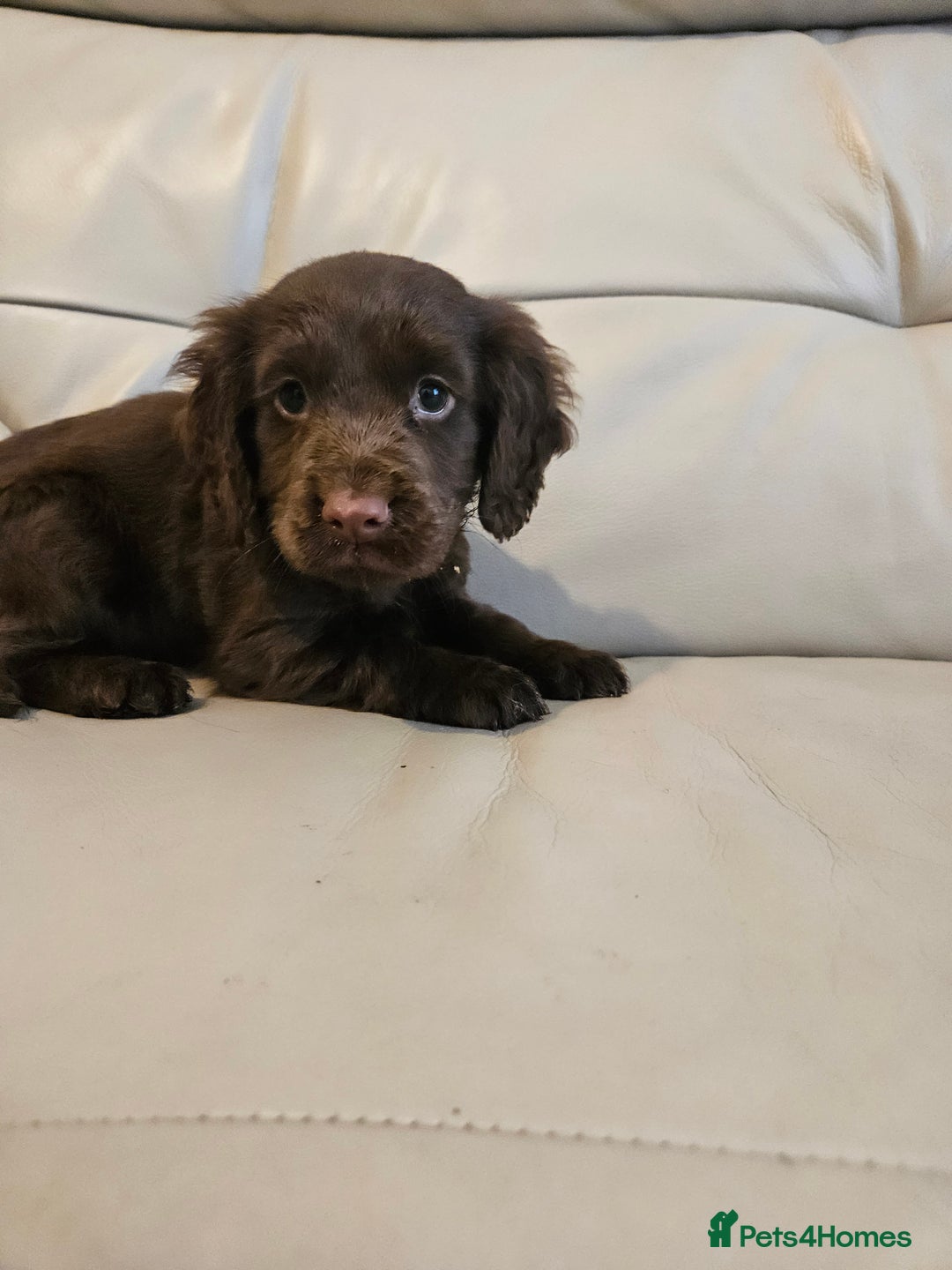 Cocker Spaniel dogs for sale: Working cockerspaniel puppy - Advert 6