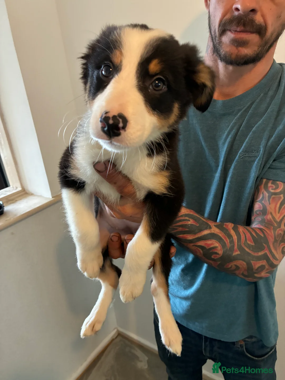 Border Collie dogs for sale: Border collie puppies  - Advert 6