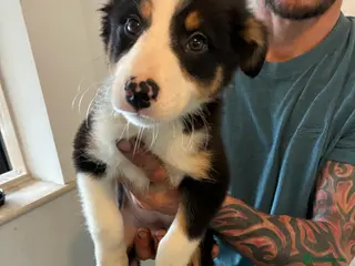 Border Collie dogs Border collie puppies - Advert 14