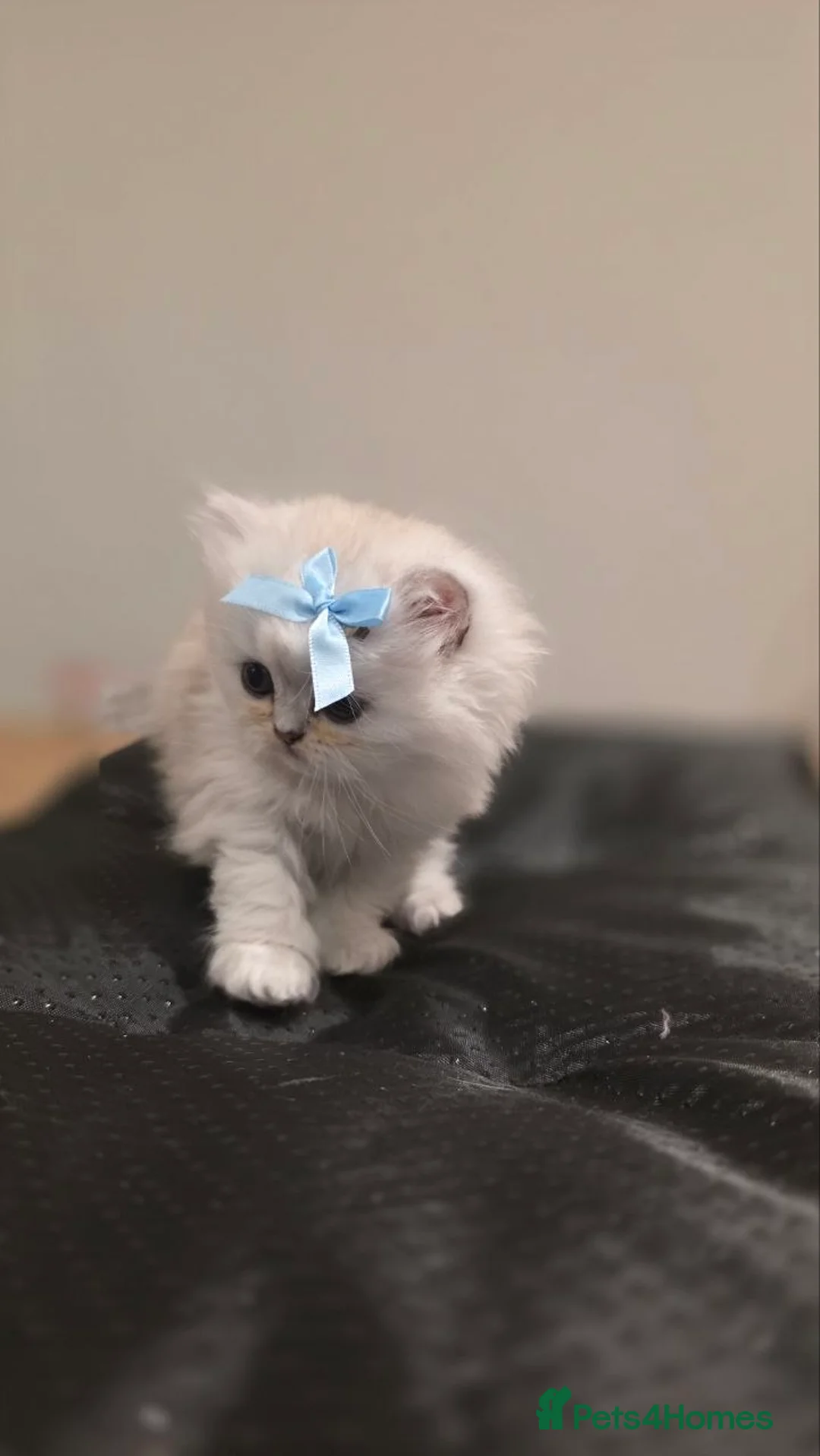 Persian cats for sale: 💎 Gorgeous Doll Face Persian Chinchilla 💎 - Advert 2