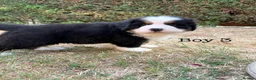 Bernese Mountain Dog dogs for sale: BEAUTIFUL BERNESE MOUNTAIN DOG PUPPIES-4 BOYS !!! - Advert 26