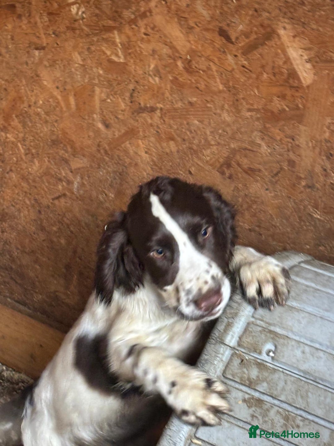 Sprocker dogs for sale: Cocker  - Image 10