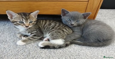 Mixed Breed cats - Advert 6