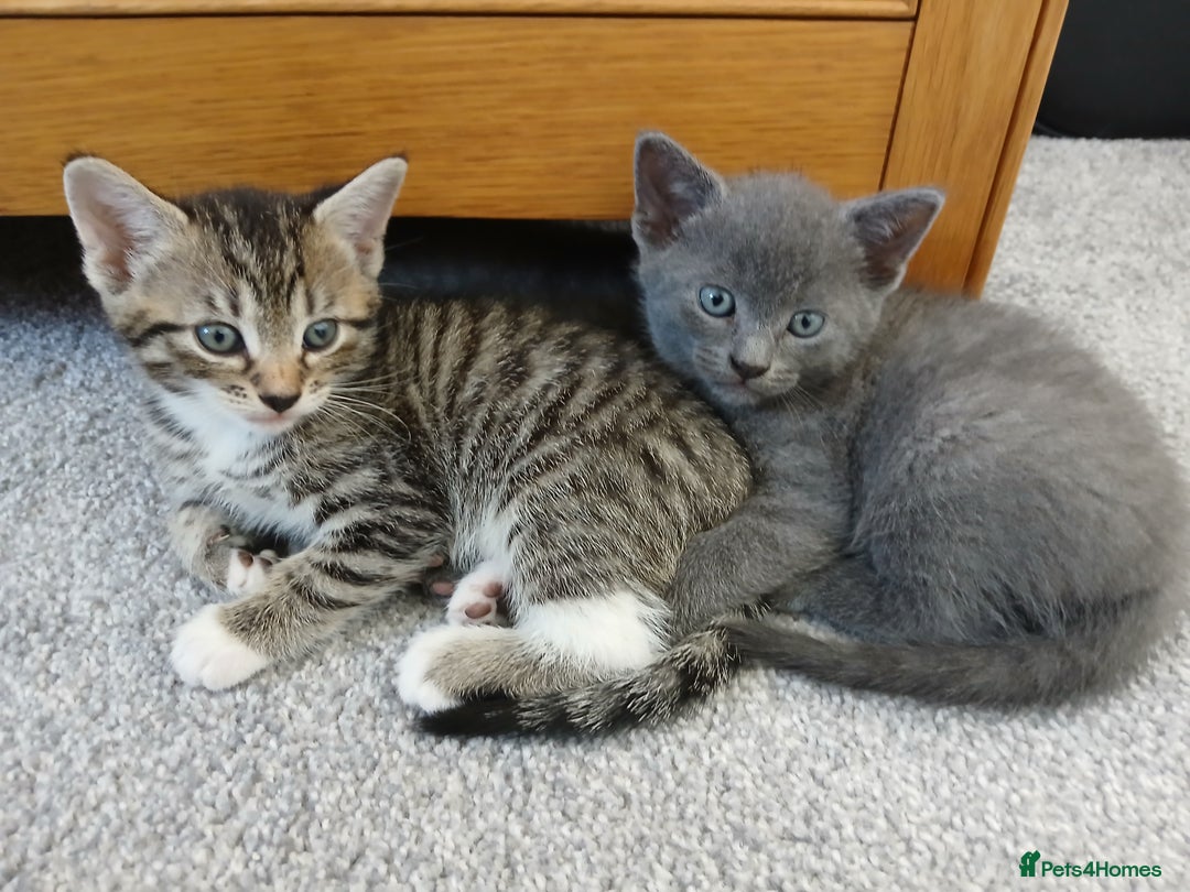 Mixed Breed cats for sale: Kittens  - Image 2