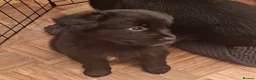 Sheprador dogs for sale: Female puppy German Shepherd × Labrador  - Advert 13