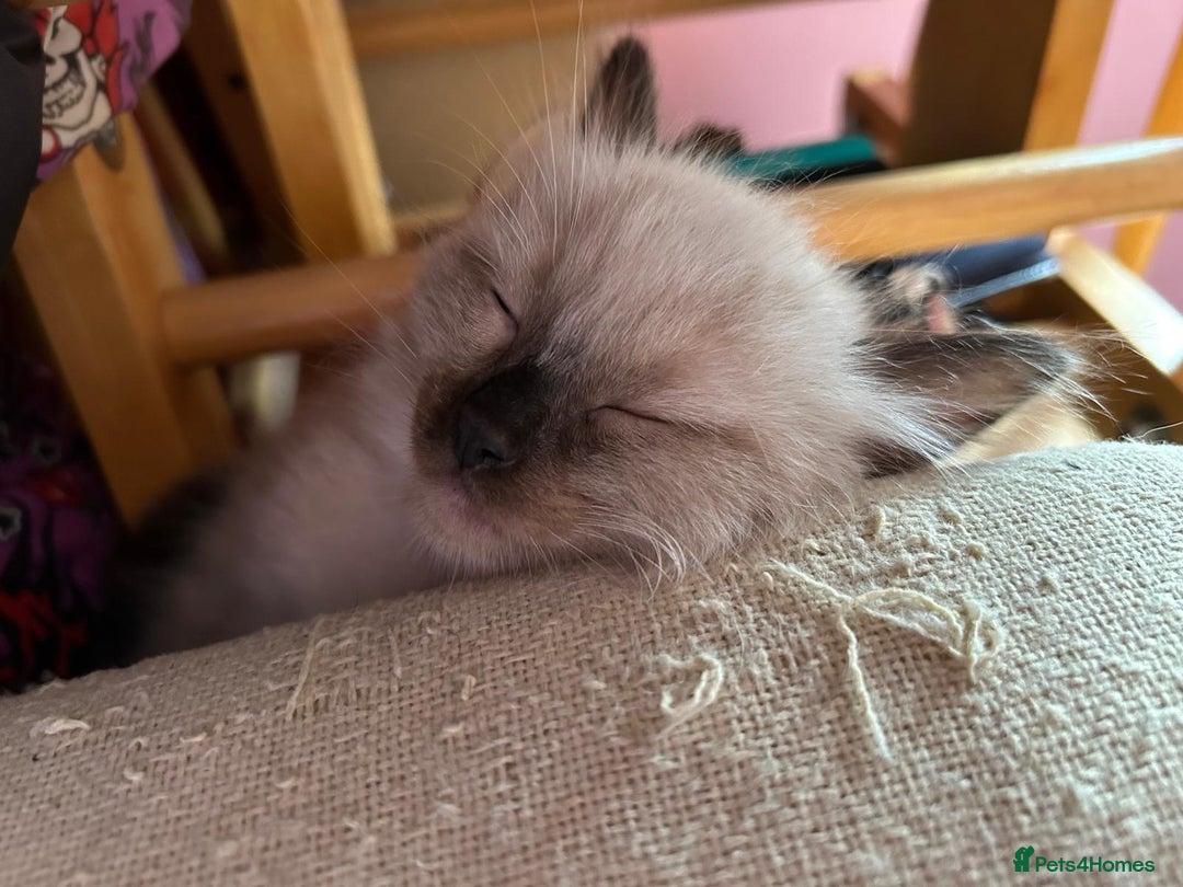 Ragdoll cats for sale: GCCF Ragdoll boy kittens - Advert 12