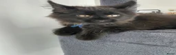 Maine Coon cats for sale: Ticca Black smoke x 3 male maine coons.  - Advert 11