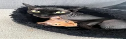 Sphynx cats for sale: Two Sphynx cats ready for rehoming  - Advert 2