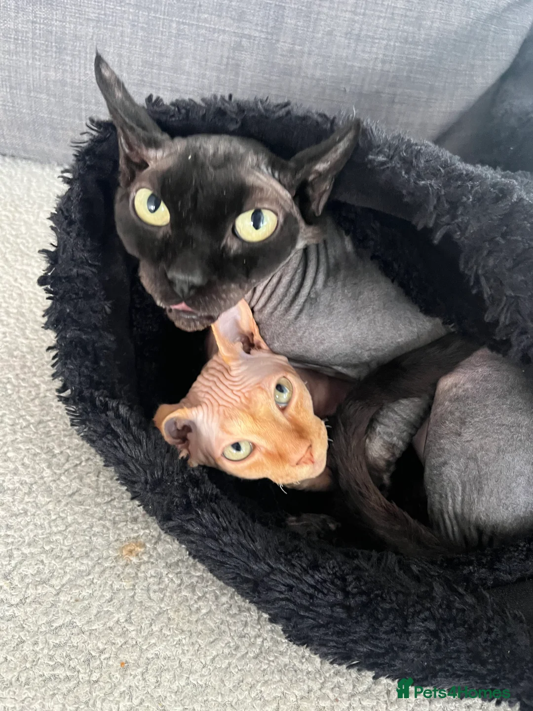 Sphynx cats for sale: Two Sphynx cats ready for rehoming  - Advert 2