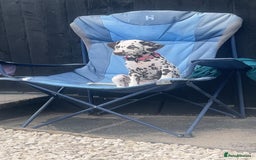 Dalmatian dogs for sale: Dalmatian - Image 5
