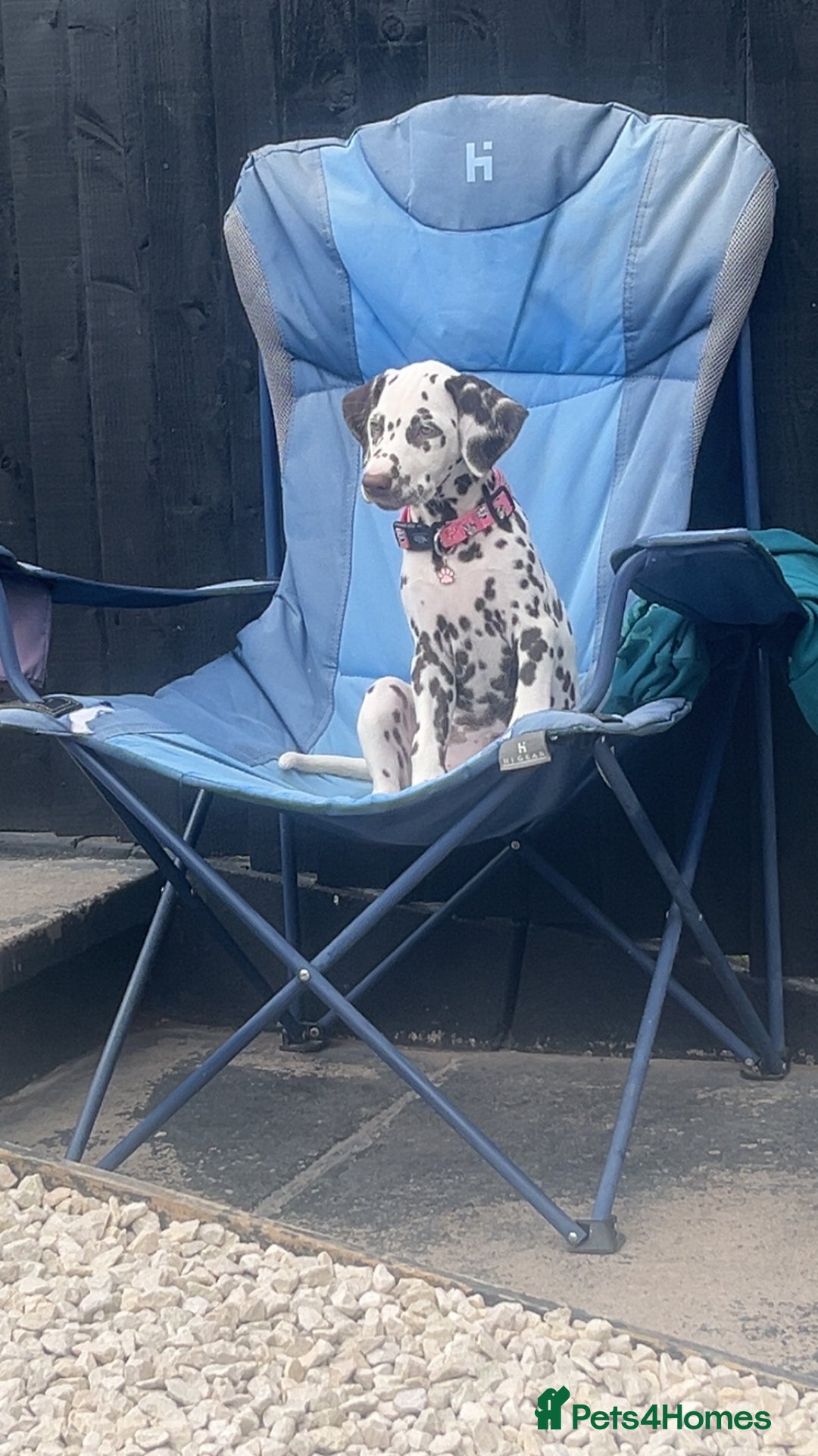 Dalmatian dogs for sale: Dalmatian - Image 5