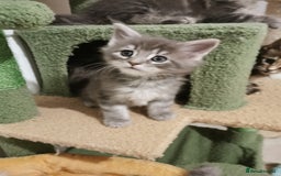 Maine Coon cats for sale: Full pedigree Maine Coon kittens for sale  - Advert 6